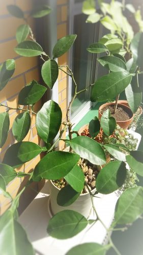 かぼすが育った