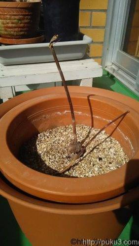 枯れたアボカド