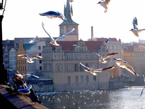 ドナウ川のカモメと鳩・・