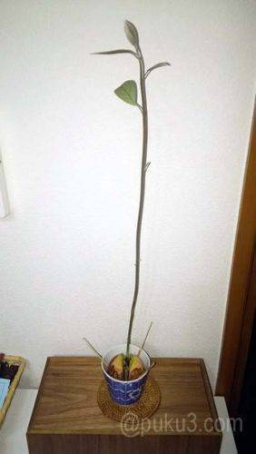 ひょろひょろしたアボカド（晩秋の撮影）