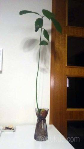 アボカドの水耕栽培（2017年6月撮影）