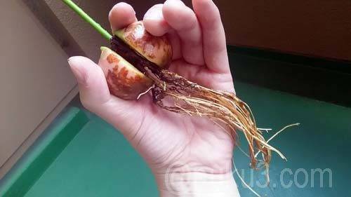 傷んだ根も回復してます