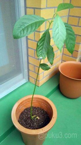 植え替え直後（2017年6月撮影）