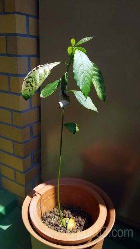 古い葉が茶色がかって・・