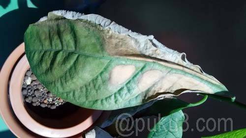 栄養過多による葉焼け？