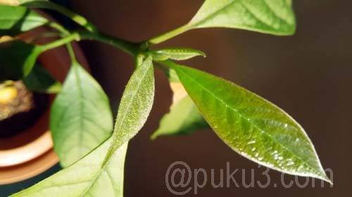 新芽（2017年7月撮影）