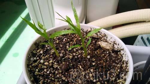 発芽したばかりの黄金桃