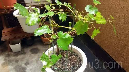 ヘタッピ行灯仕立て