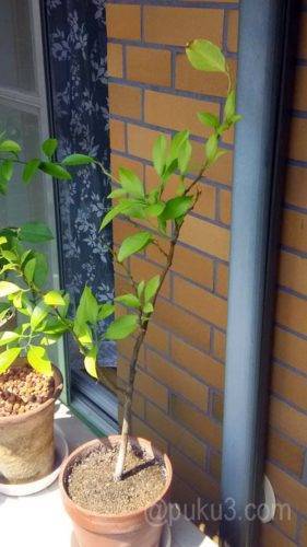 枯れたと思った国産レモン