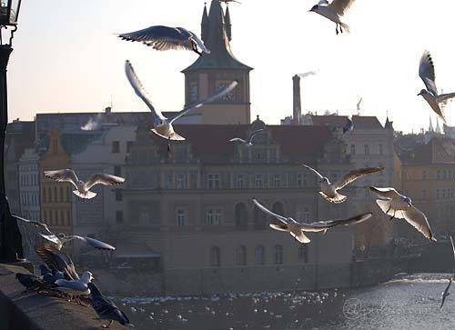 ムルタバにかかる橋より。正面の建物の右奥の方向にスメタナ記念館がある